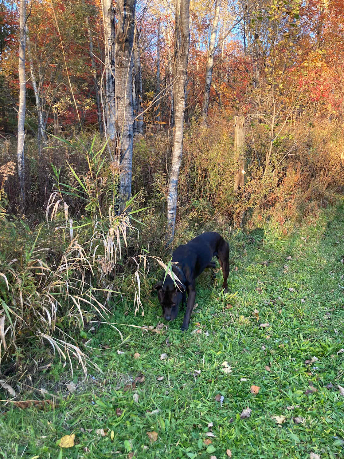 Wild Acres Farm