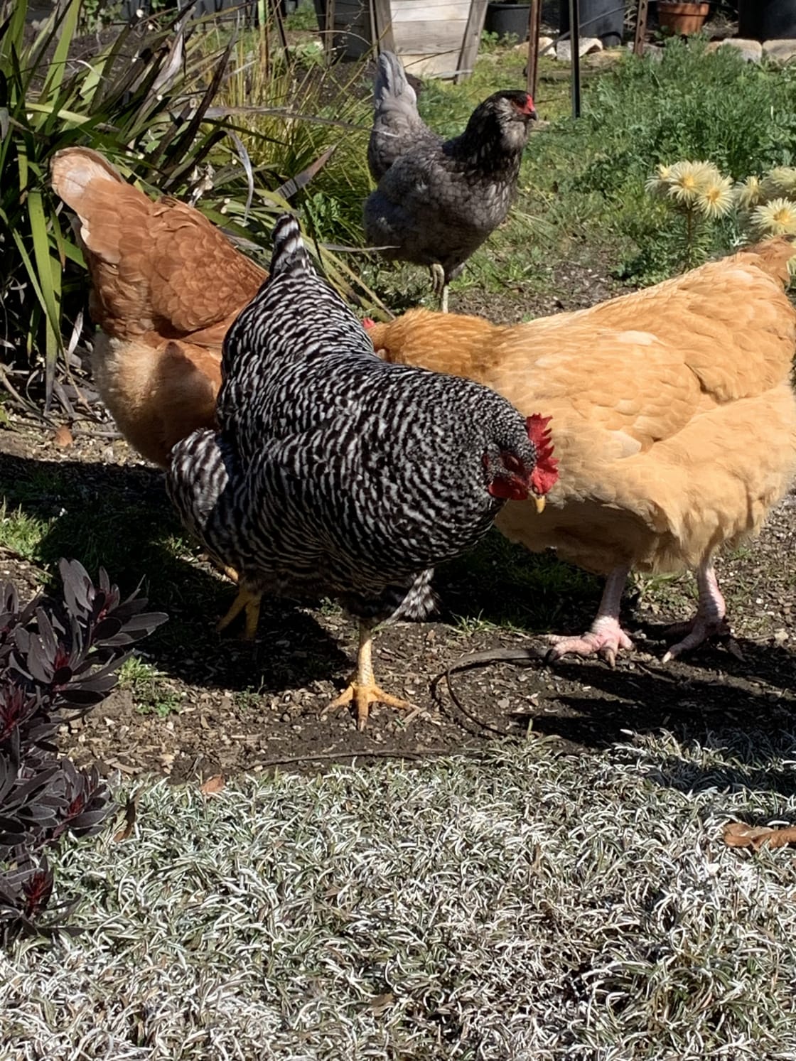 Yes indeed, we have chickens and hopefully eggs!