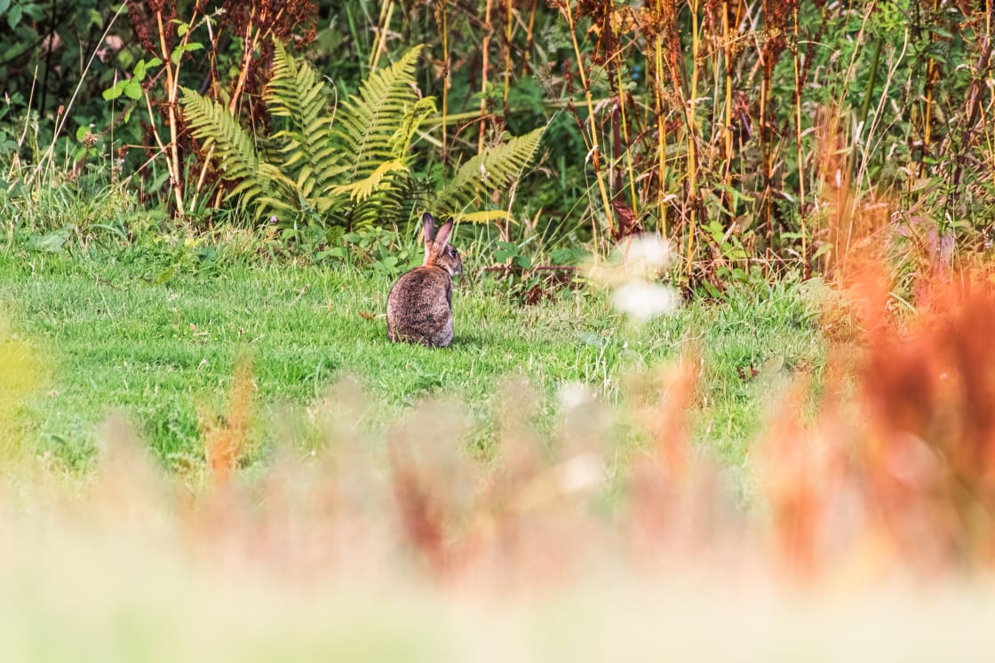 Lots of wild rabbits and other wildlife to enjoy