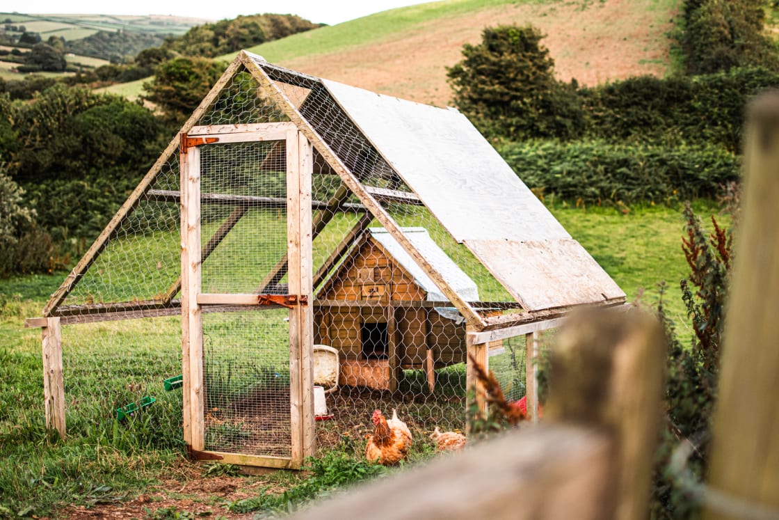 Free range chickens roam a neighbouring field to the tents
