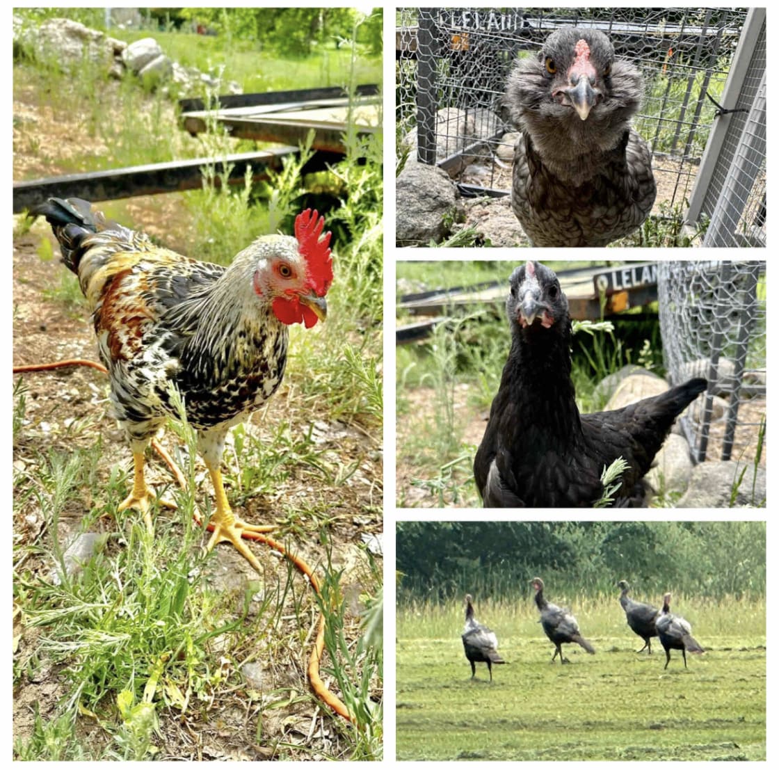 Enjoy watching turkeys & deer frequently walk through the yard and visit with our chickens beside the detached garage in the chicken coop.