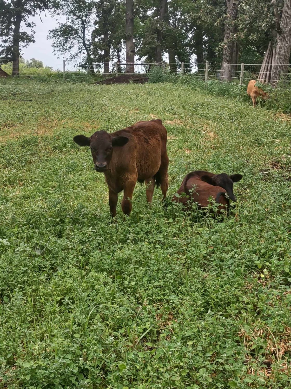 Adorable little cows on the property!