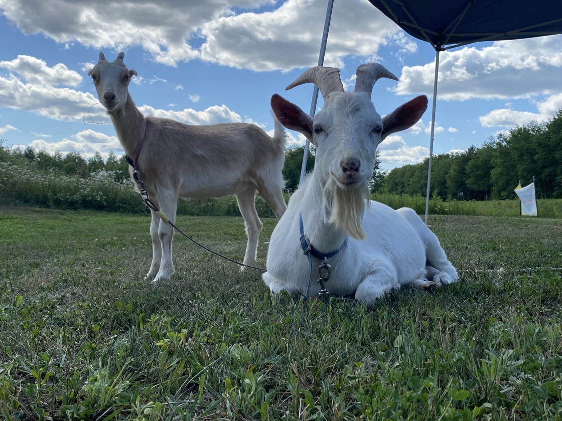Gopie Goats