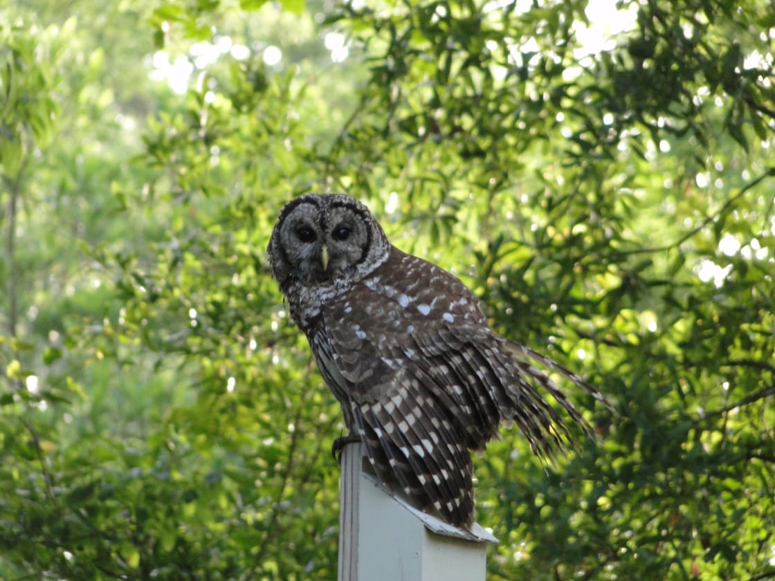 One of several resident Barred Owls