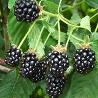 pick your own Blackberries