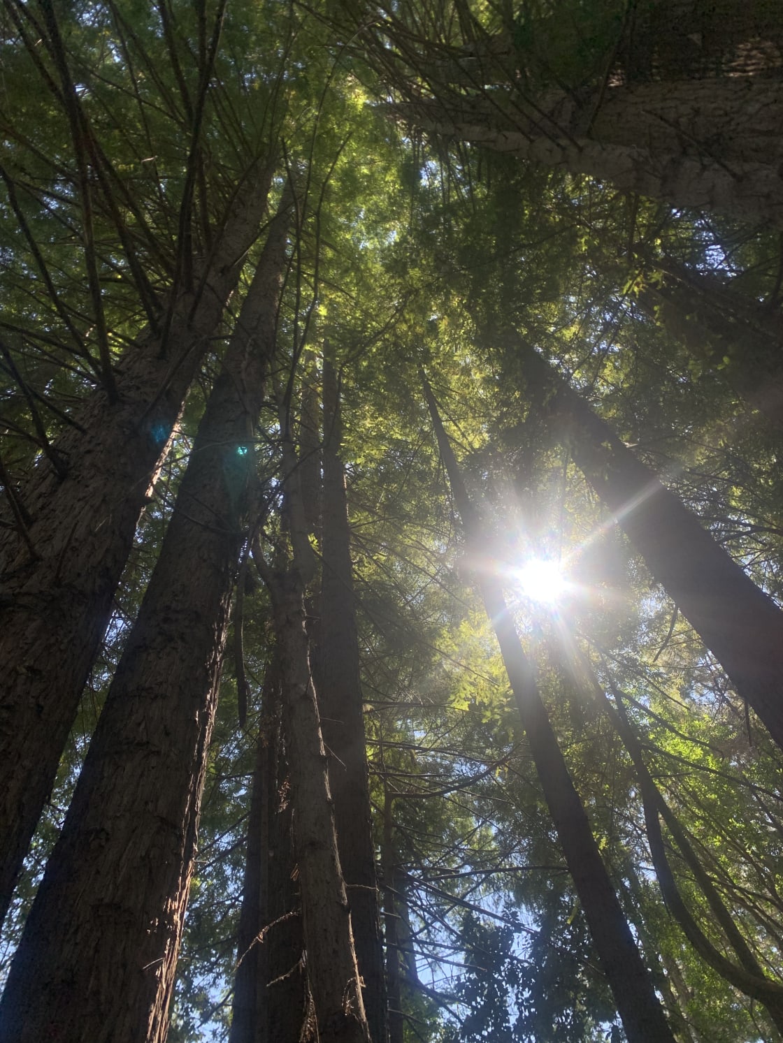 Healing redwoods 