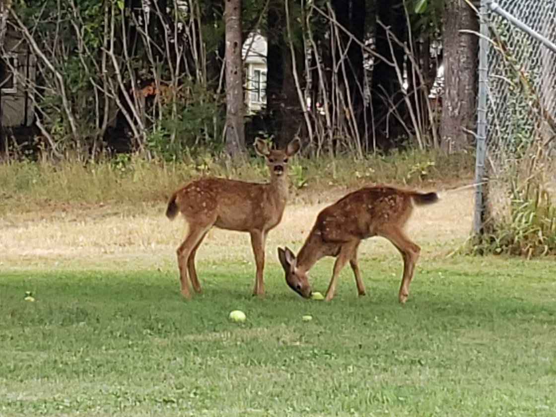 Our fawns and deer are especially fond of the apples that fall in late summer and autumn.