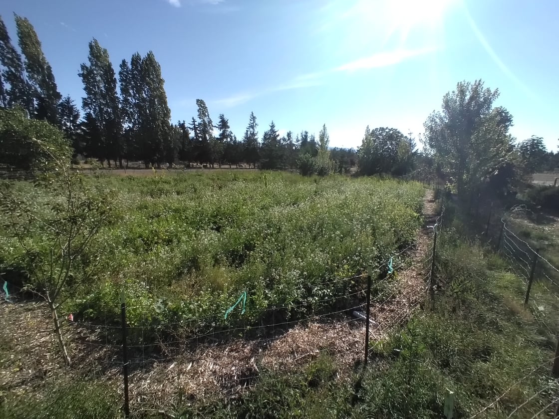Freyja's Food Forest is a half-acre and newly planted.