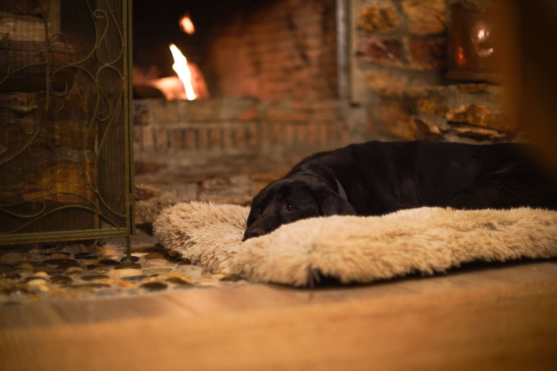 our dog warm and cosy by the fire