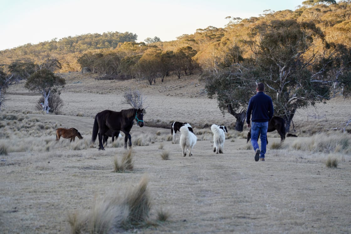 walking with the horses and farm dogs