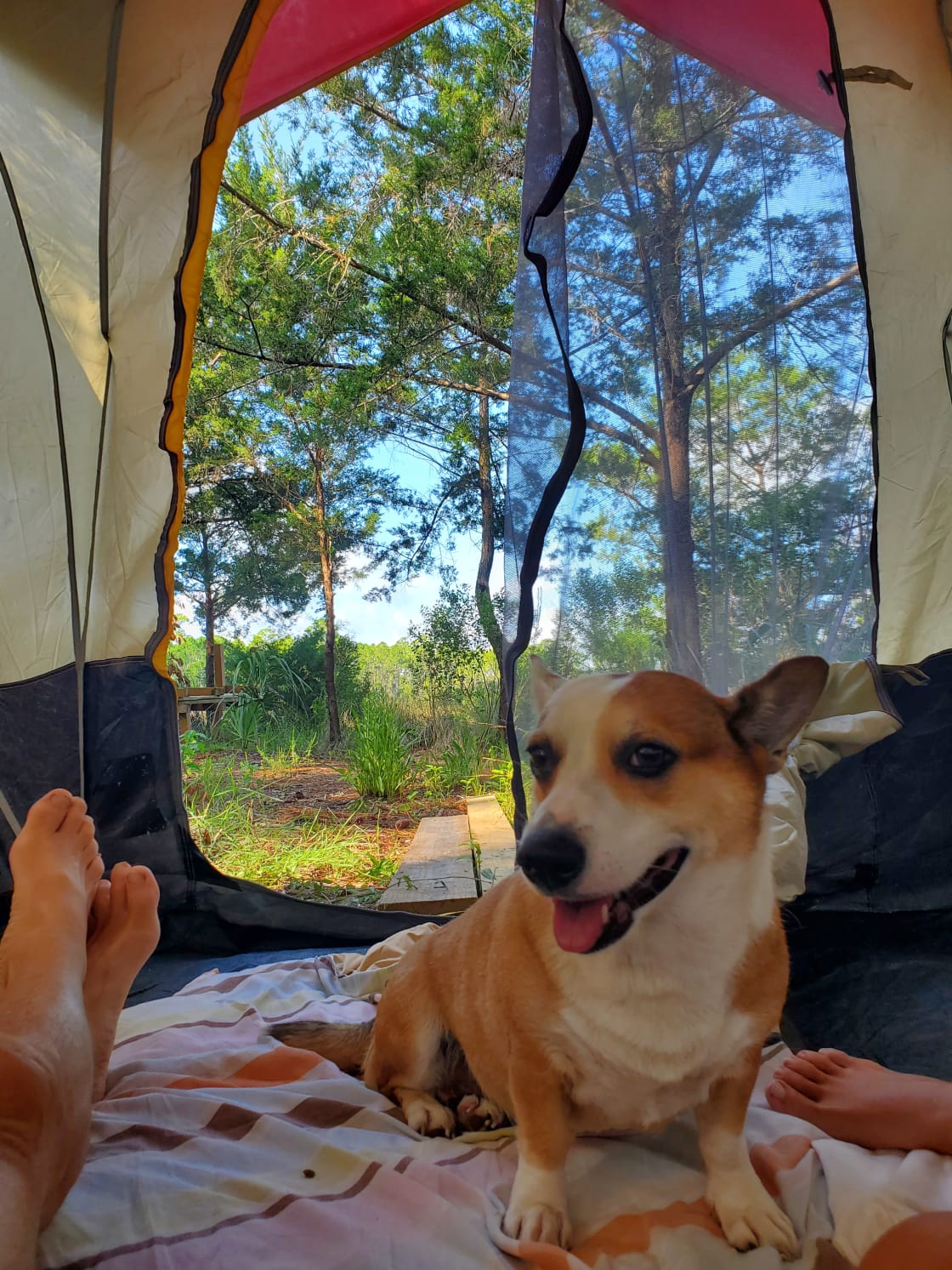 our morning view and happy animal