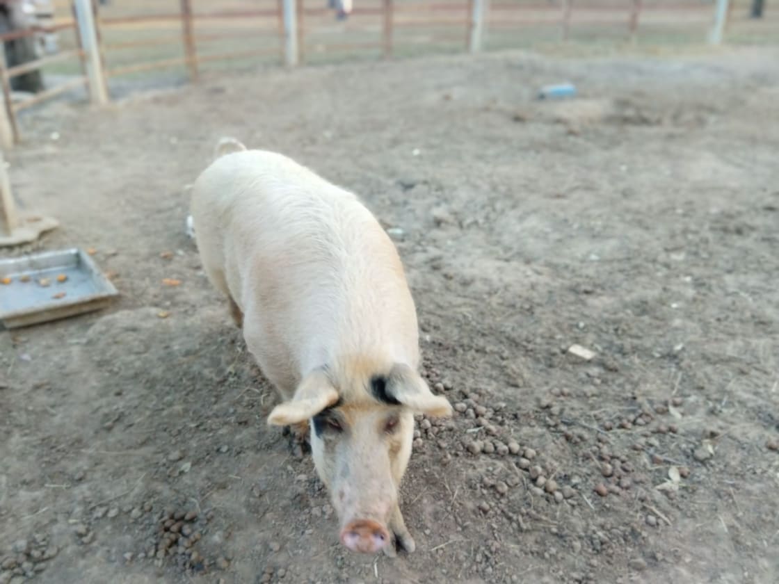 Meet Peppa pig, she loves lots of food scraps, but please beware she may bite. So please don't pat or put your hands inside her pen.