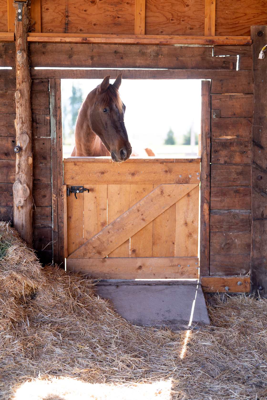 This is Chief, one of our main horses here. He's an 18 year old captive-born Mustang, and a wonderful old man.