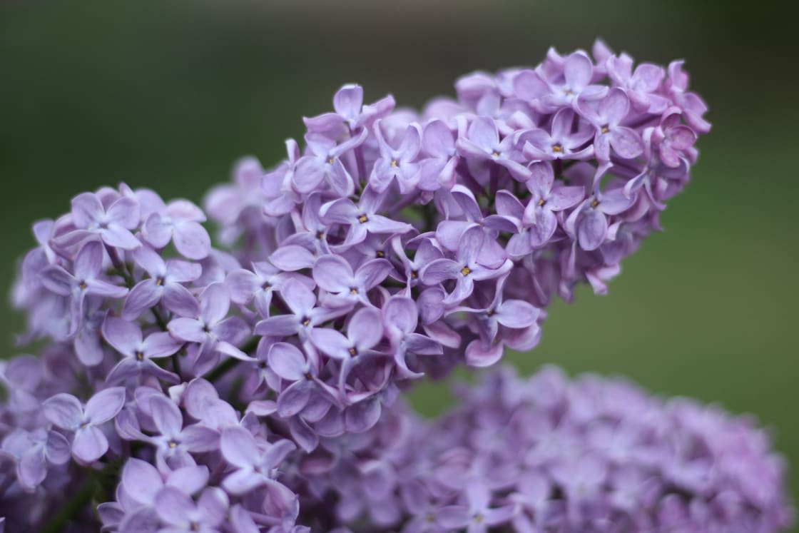 Blooming Lilacs in May
