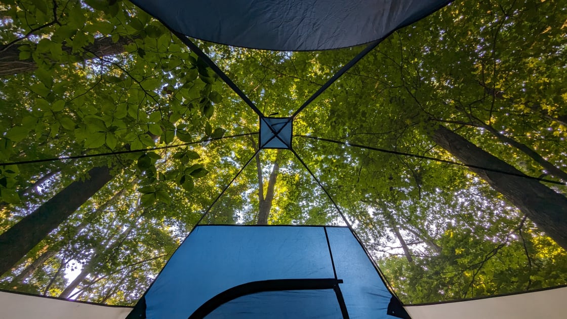 View leaf covered canopy from tent