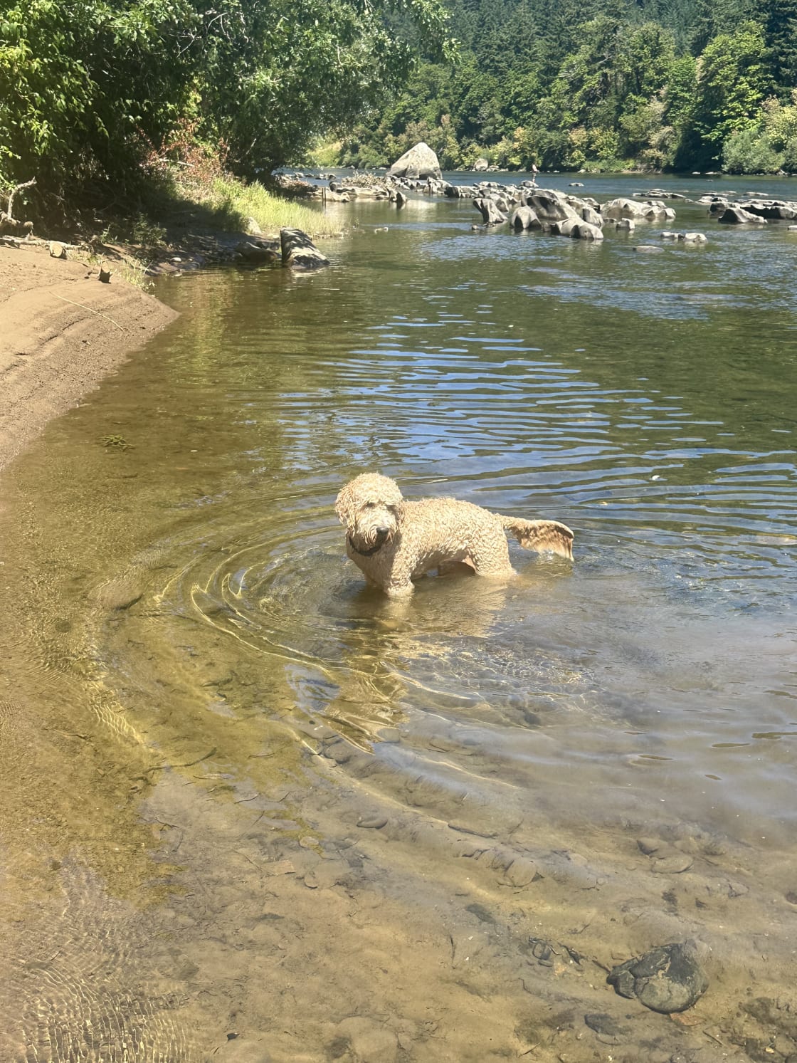 Great swimming holes for the kids and furry kids as well 