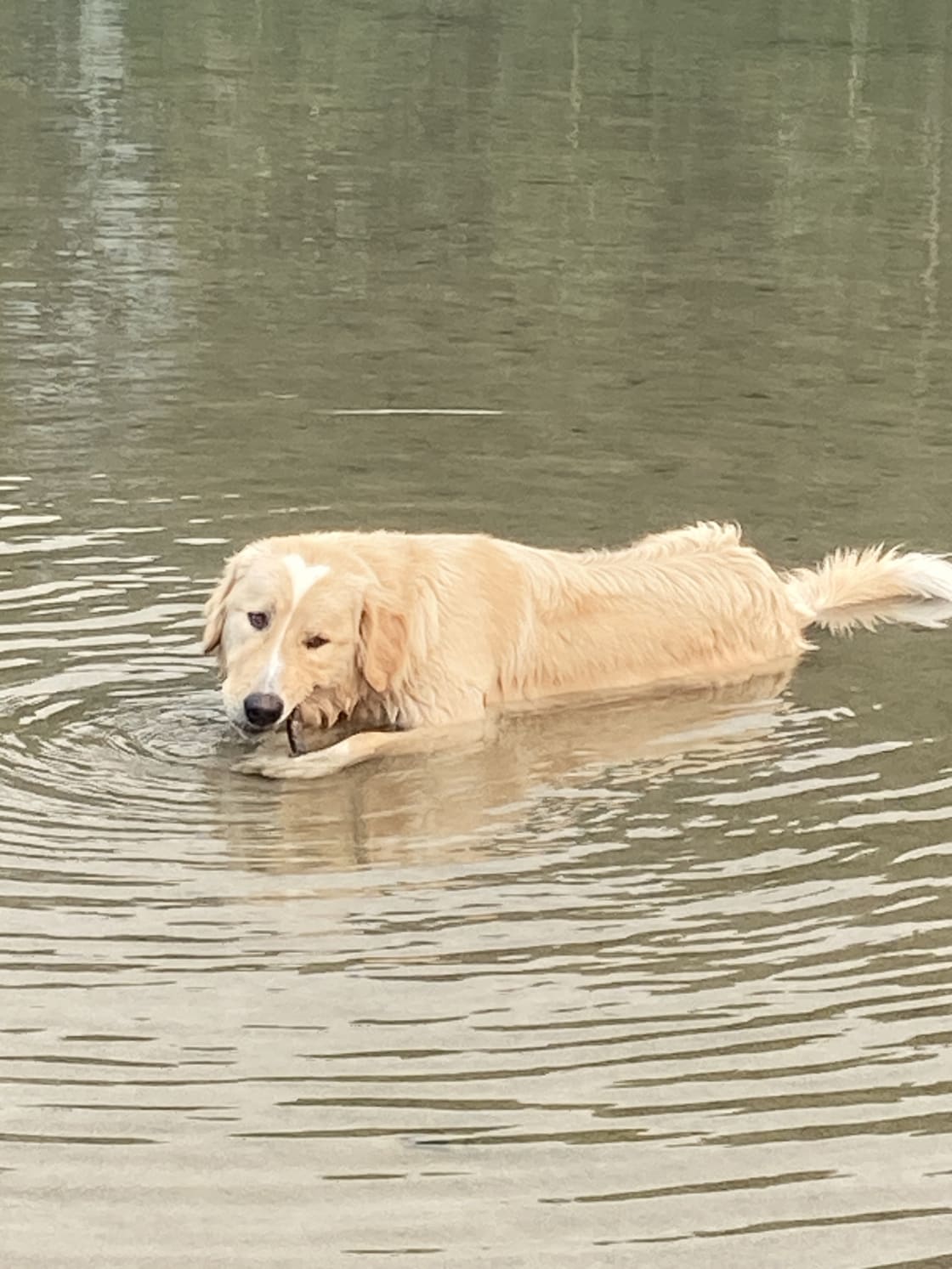 Swimming buddy 