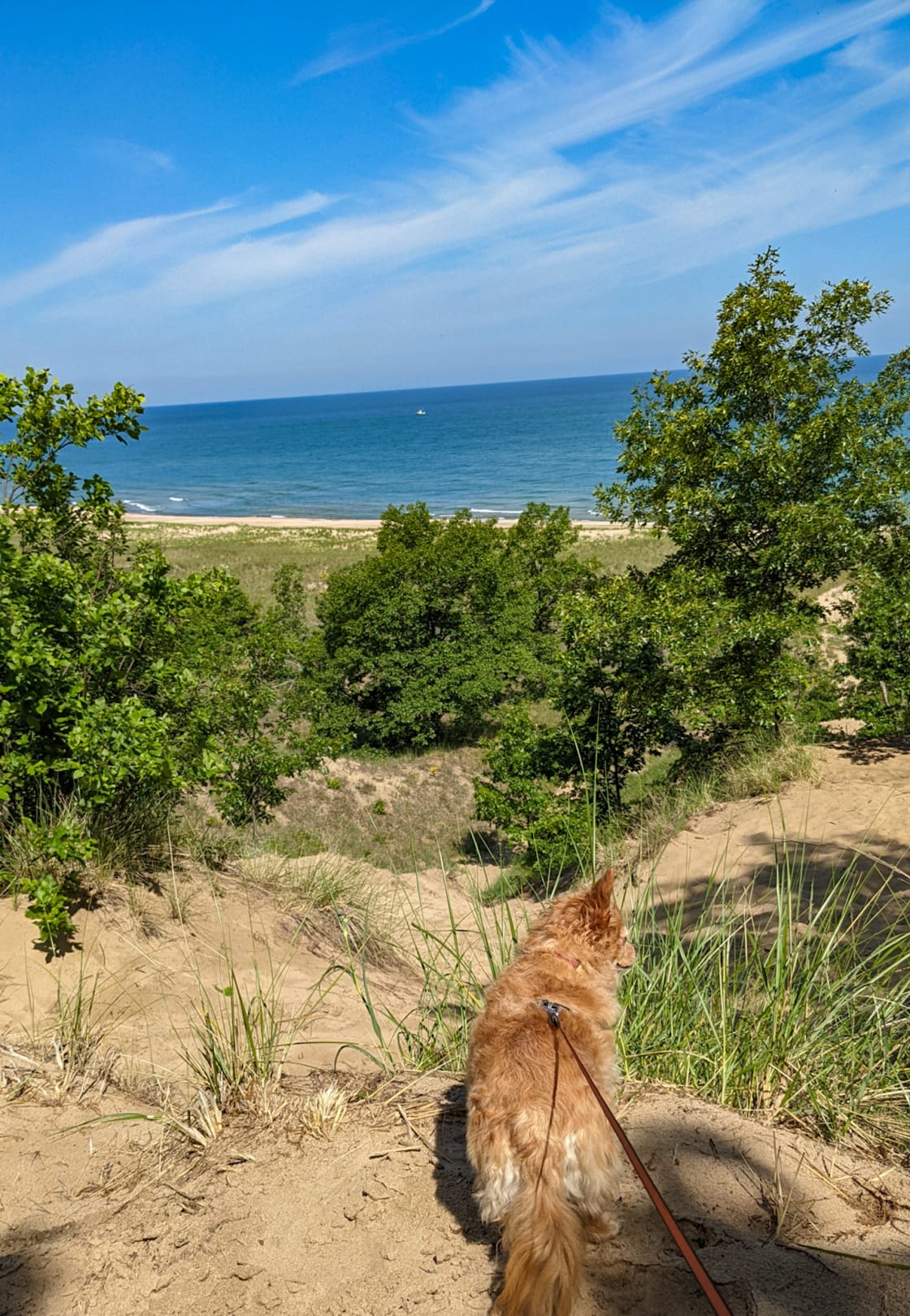 Dog-friendly hiking in nearby Indiana Dunes.