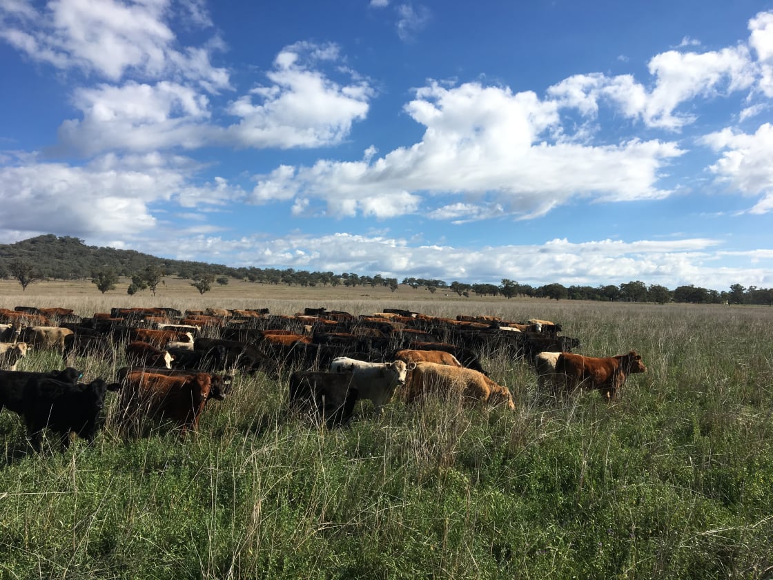 Cattle enjoying our pastures