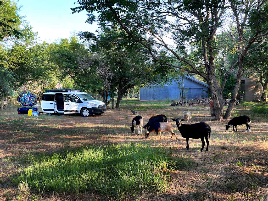 Out Behind the Barn: Hipcamping with Dolly the Goat and the sheep flock.  That would be Polly, Desert Paint ewe, giving you a Hello. 