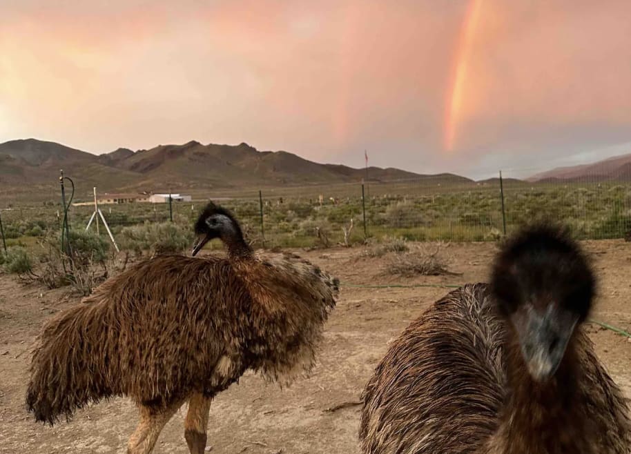 Luxury Trailer on Off-grid Emu Farm