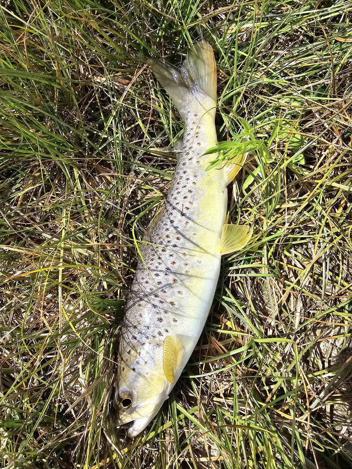 Brown trout caught at Rivers edge! 