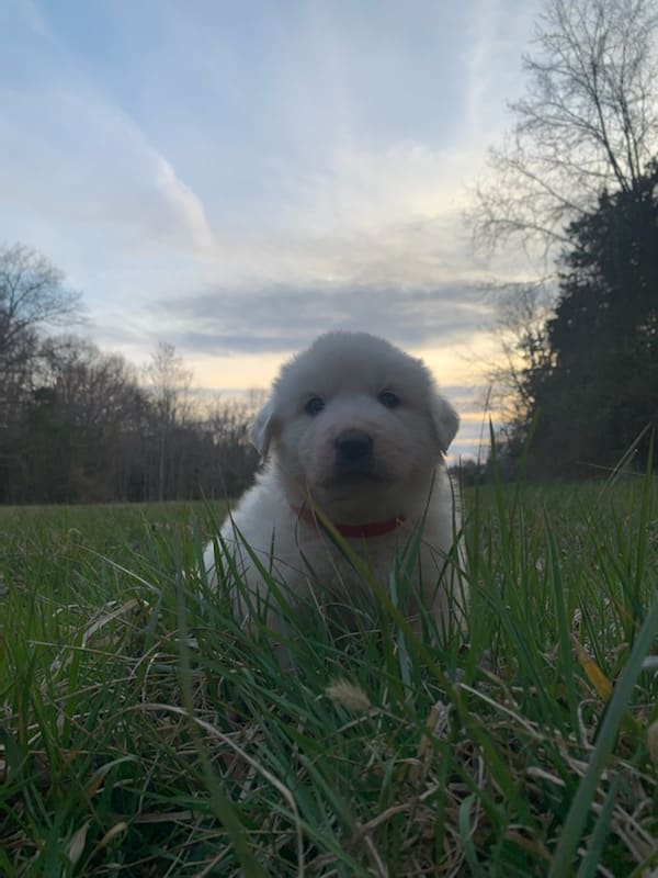 Great Pyrenees  Puppies