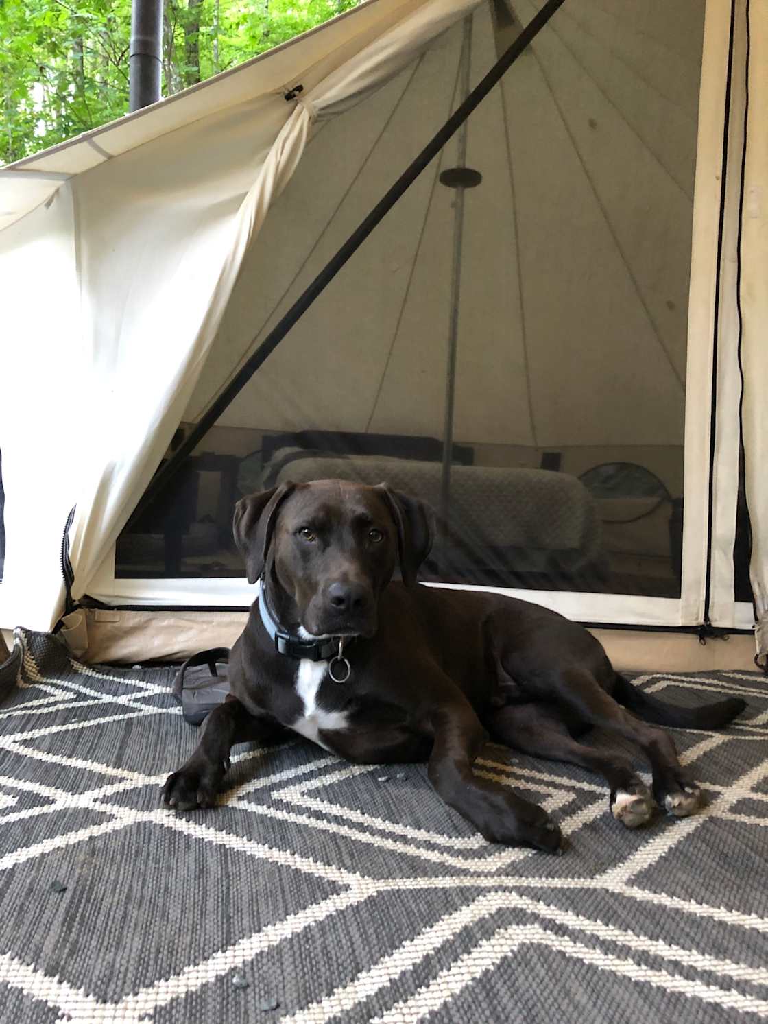 Baxter loved it!