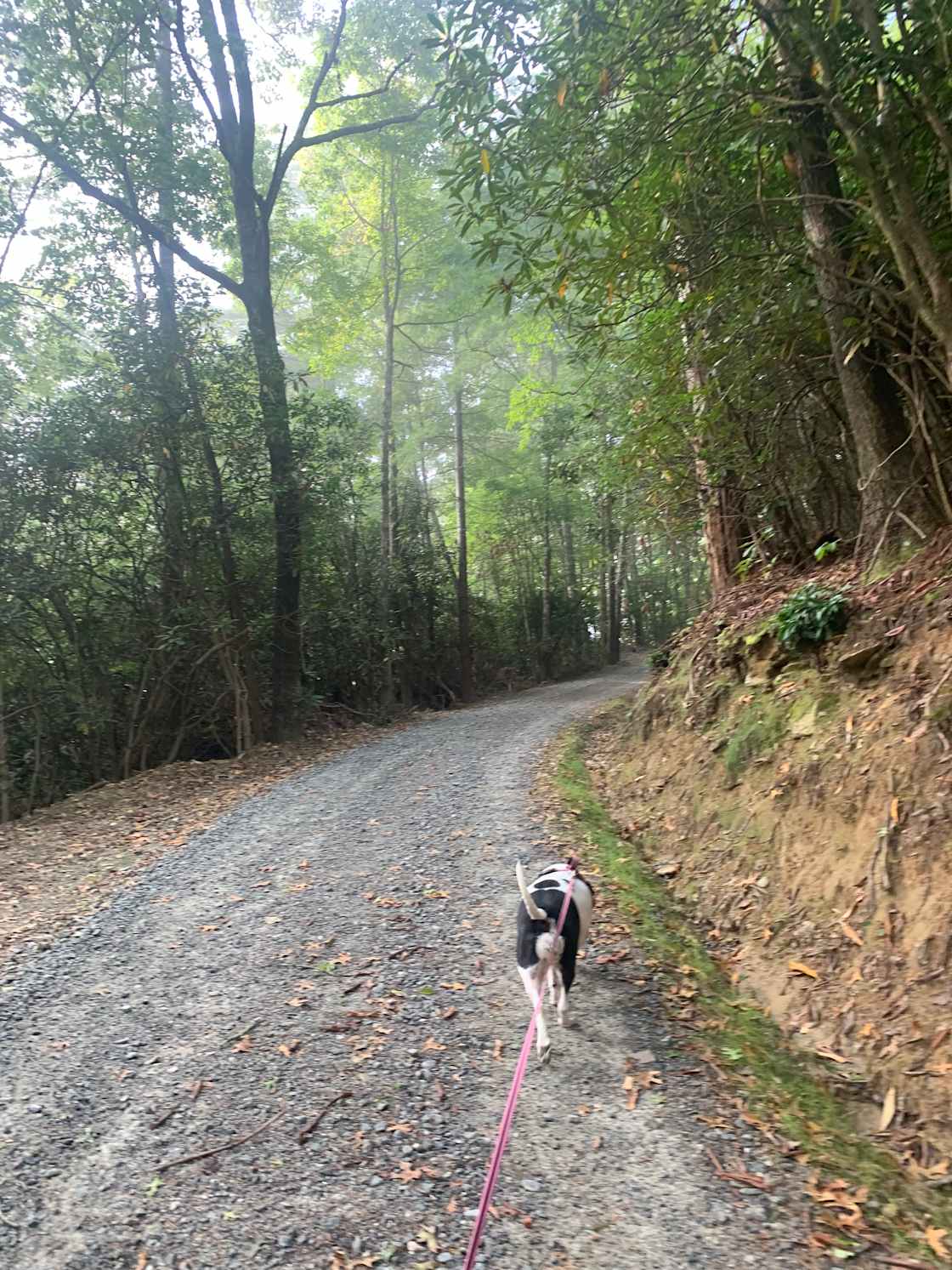 Brushy Mountain Glamping