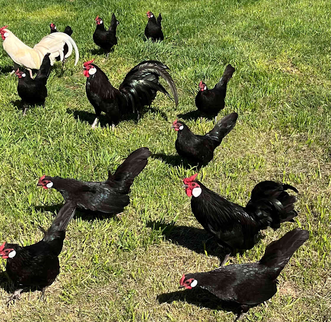 Just some of the birds on the farm 