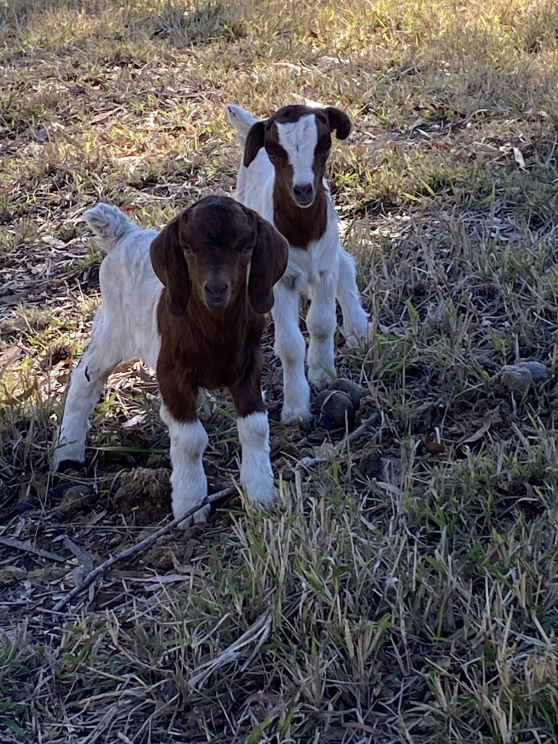 Kid goats 