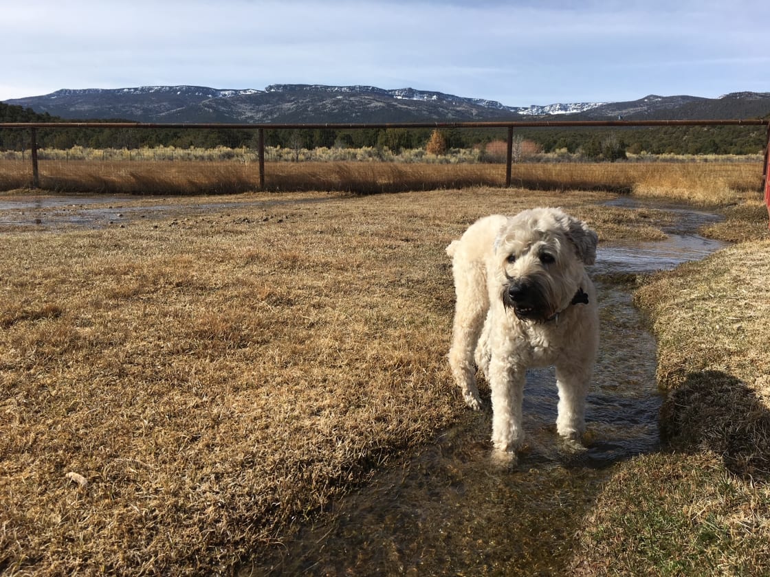 Griffin enjoying the Spring runoff through the pasture.