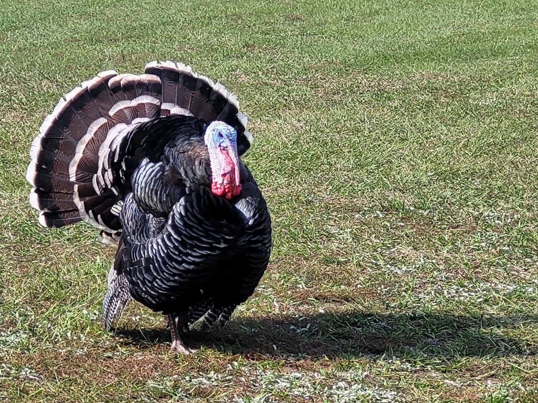 Barnaby - our beautiful Turkey.  Isn't he gorgeous