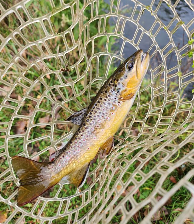 Brown trout from Pickwick