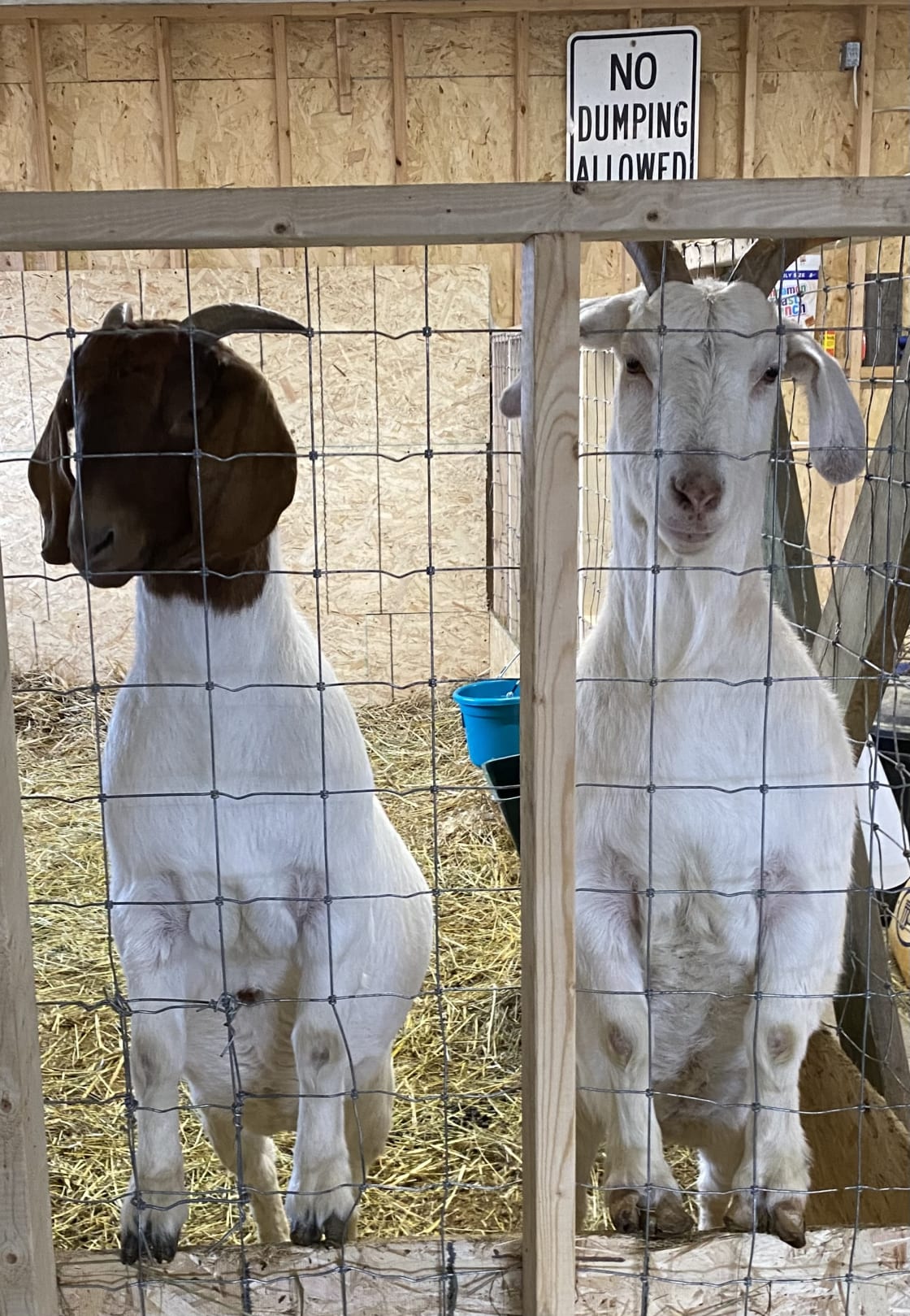 Sally (brown face) and Sugar (all white) are our friendly goats. They are typically outside in their pen waiting to yell at visitors for attention. 