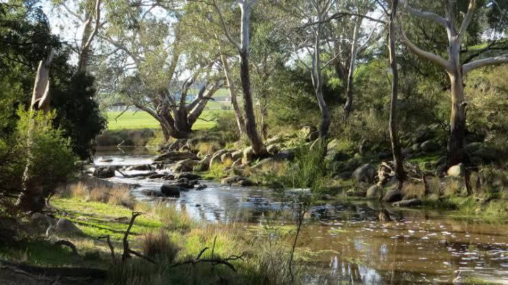 Moorabool rive walk - also walking distance from the land - and you can see cows and ponies on this walk too!