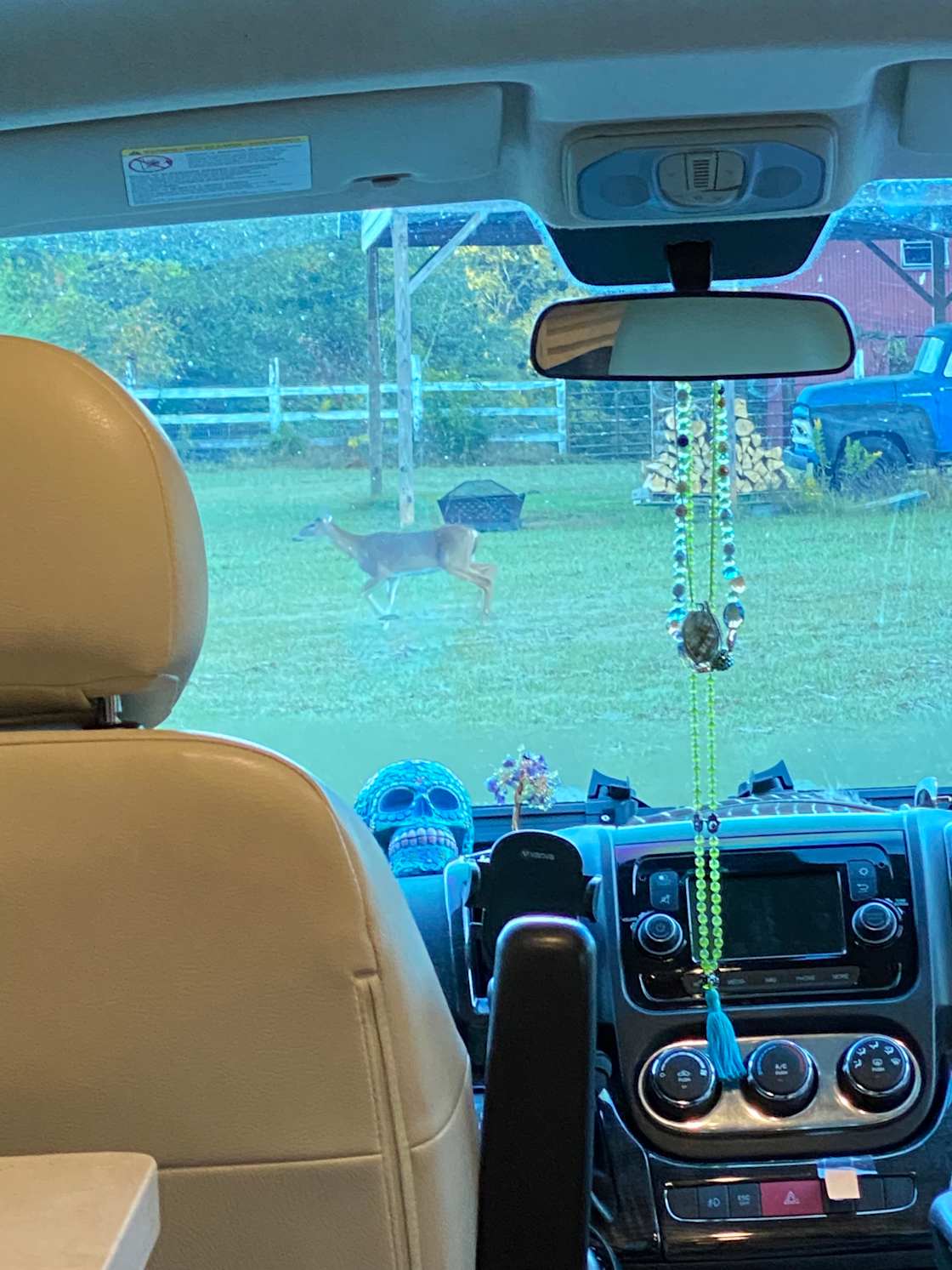 Woke up to deer!! ;)