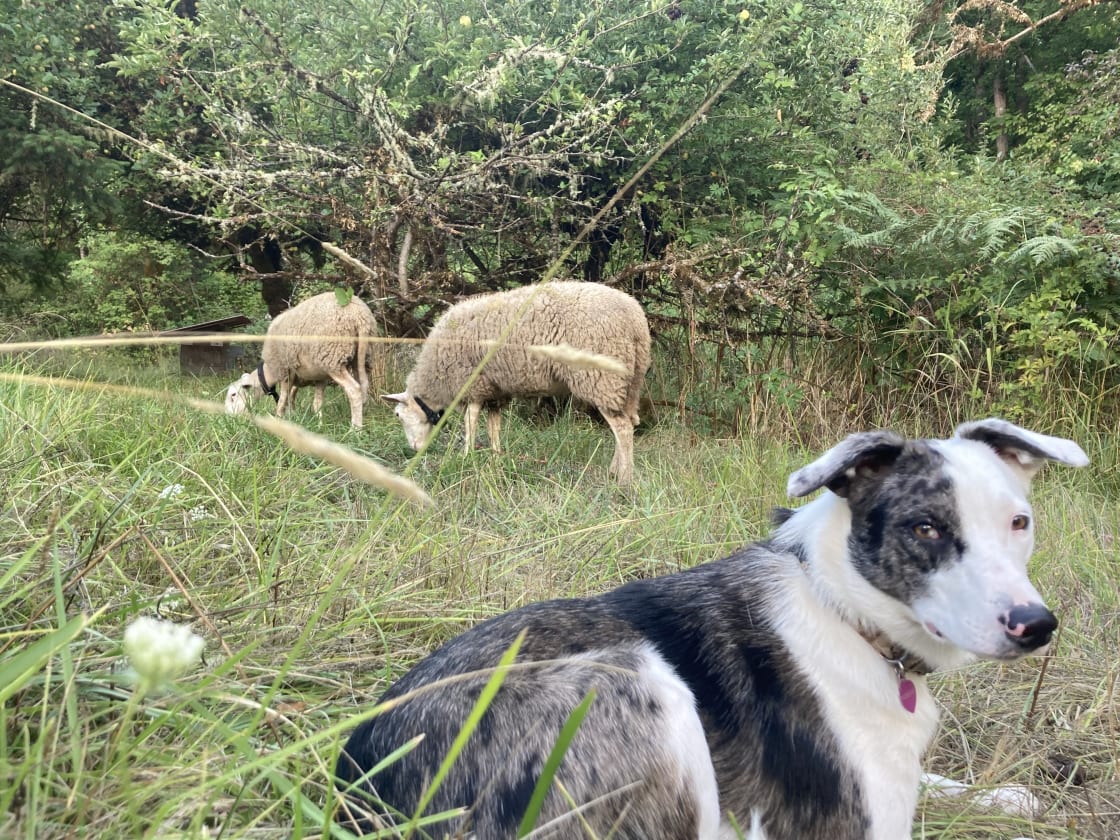 You might see sheep and our dog Possum in the field