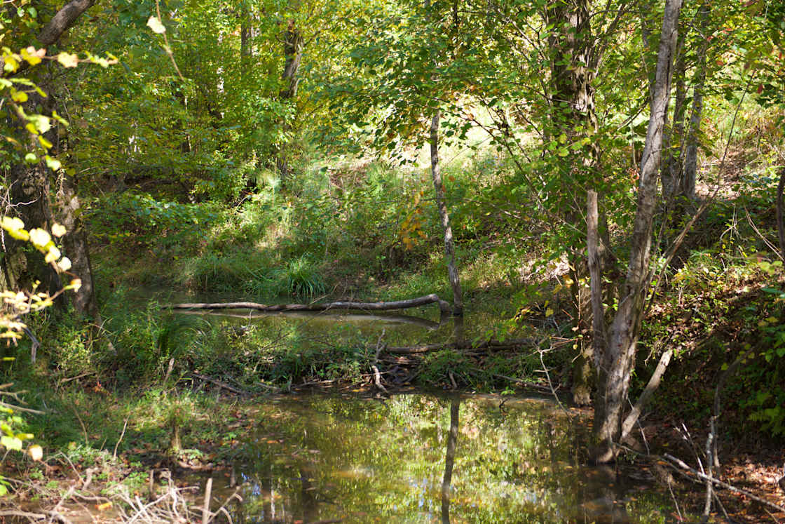 Stream by a camp spot