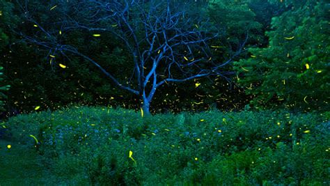 Dark Skies and Fireflies ~ Heart of Virginia