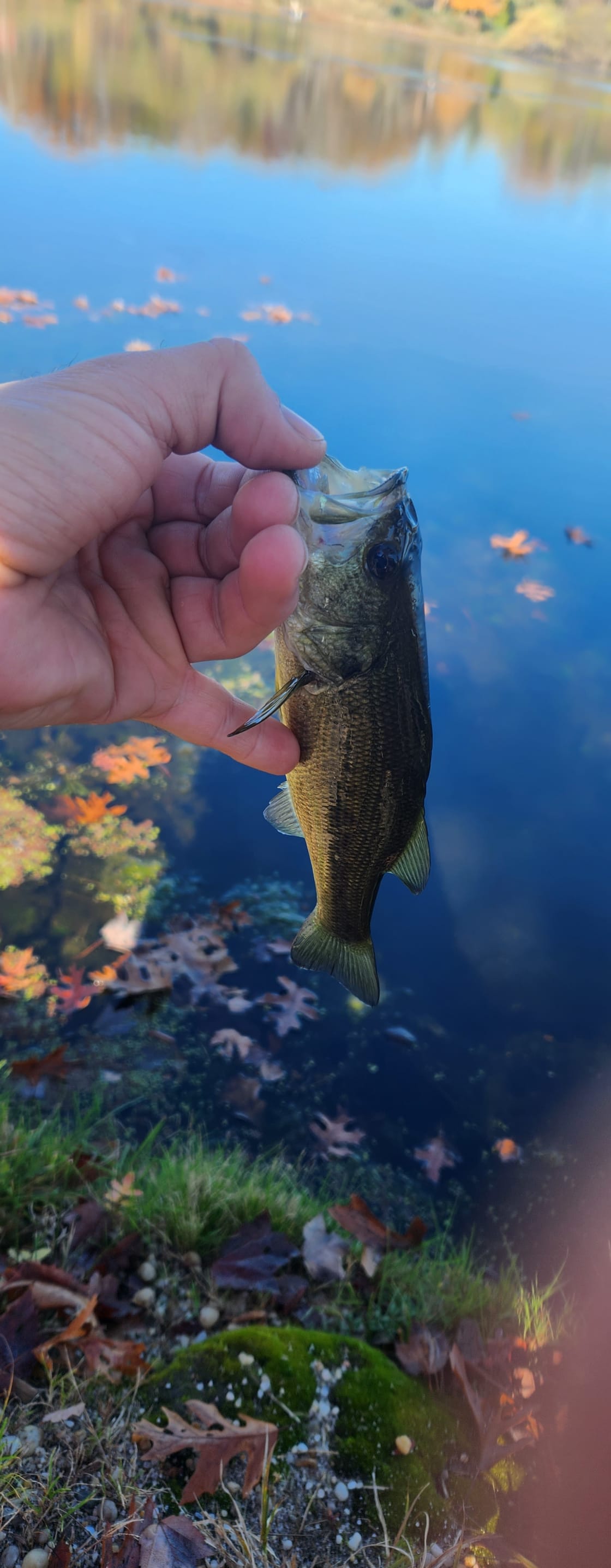 Baby large mouth bass