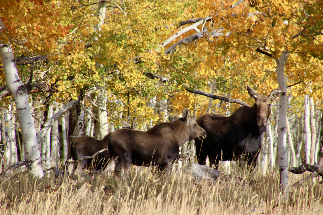 Moose are frequently seen here 