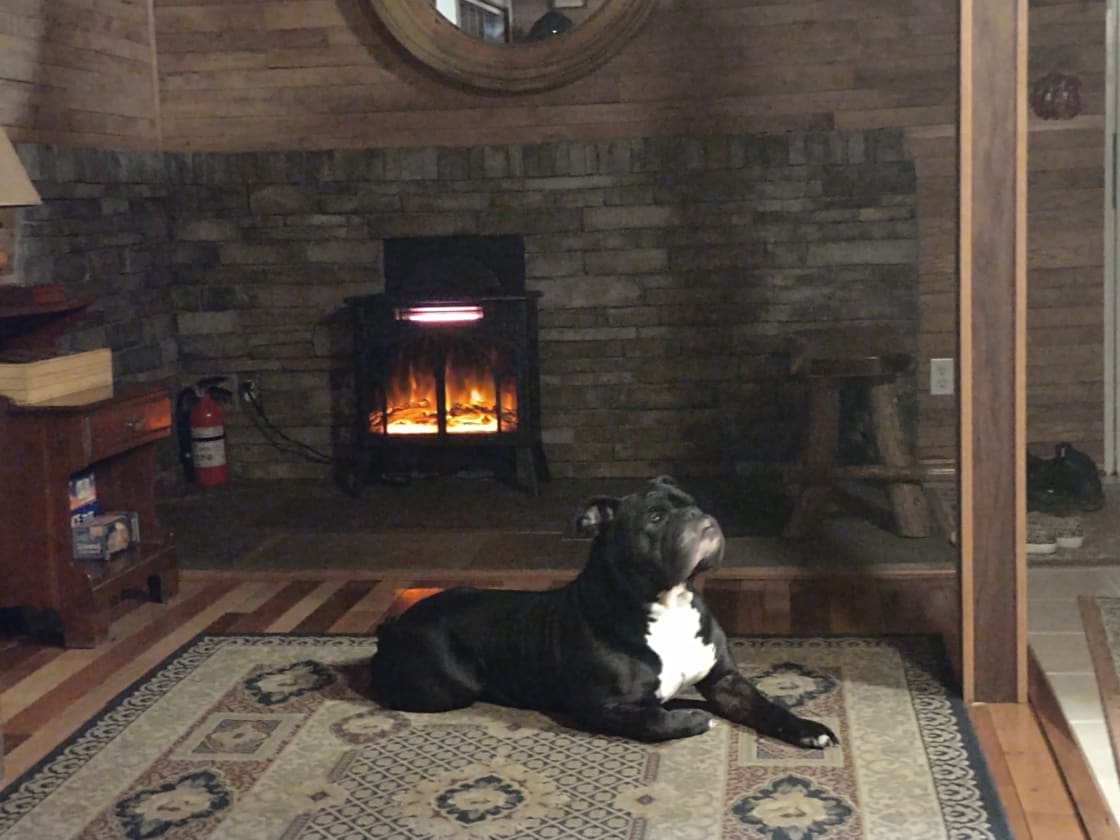 Bubba also loved his stay at the cabin!