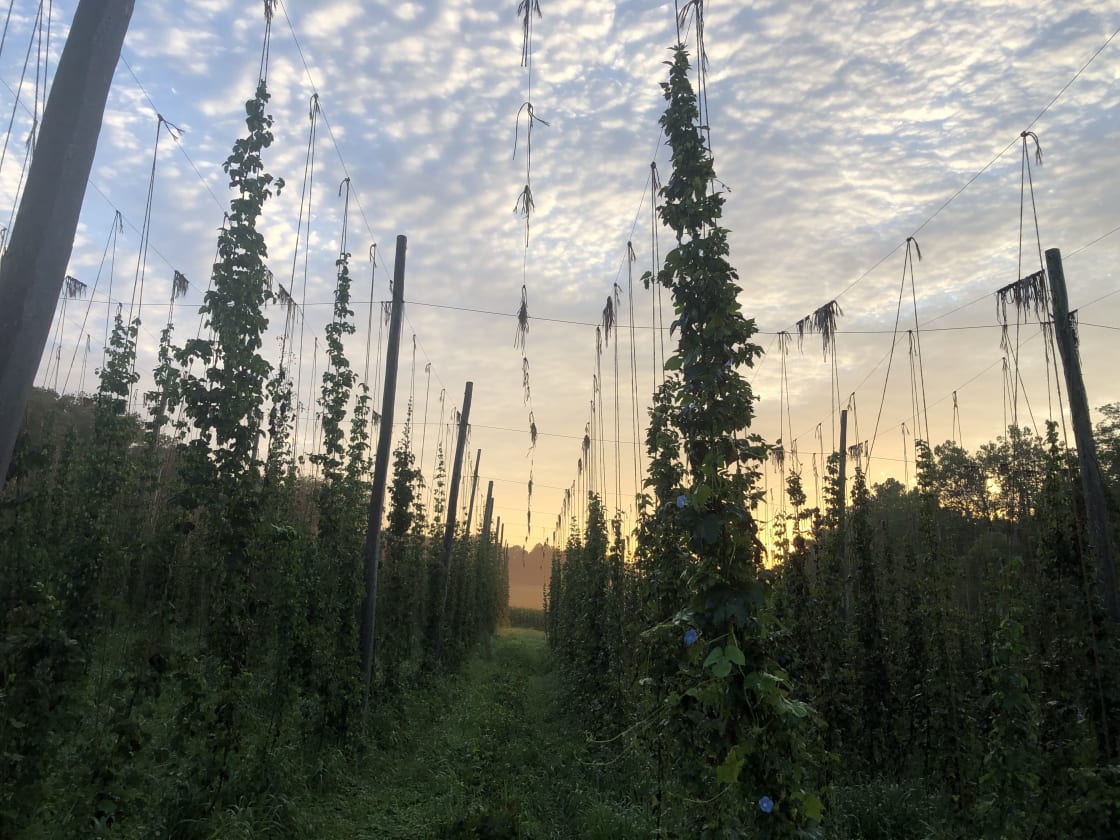 Hops full and almost ready for harvest!!