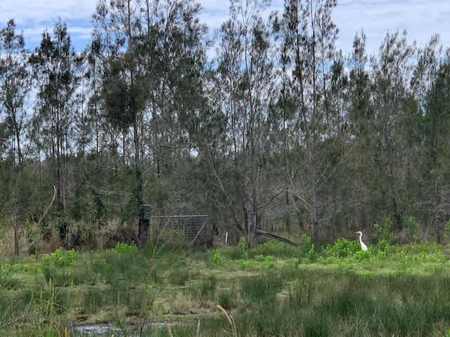 Great Egret.