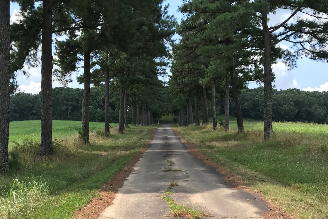 A pinetree-lined drive welcomes you