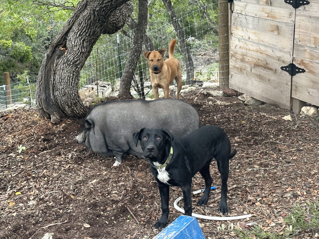 My two pups and pet Piggy!