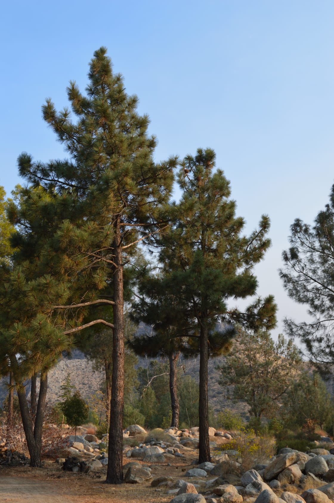 Stoney Pines