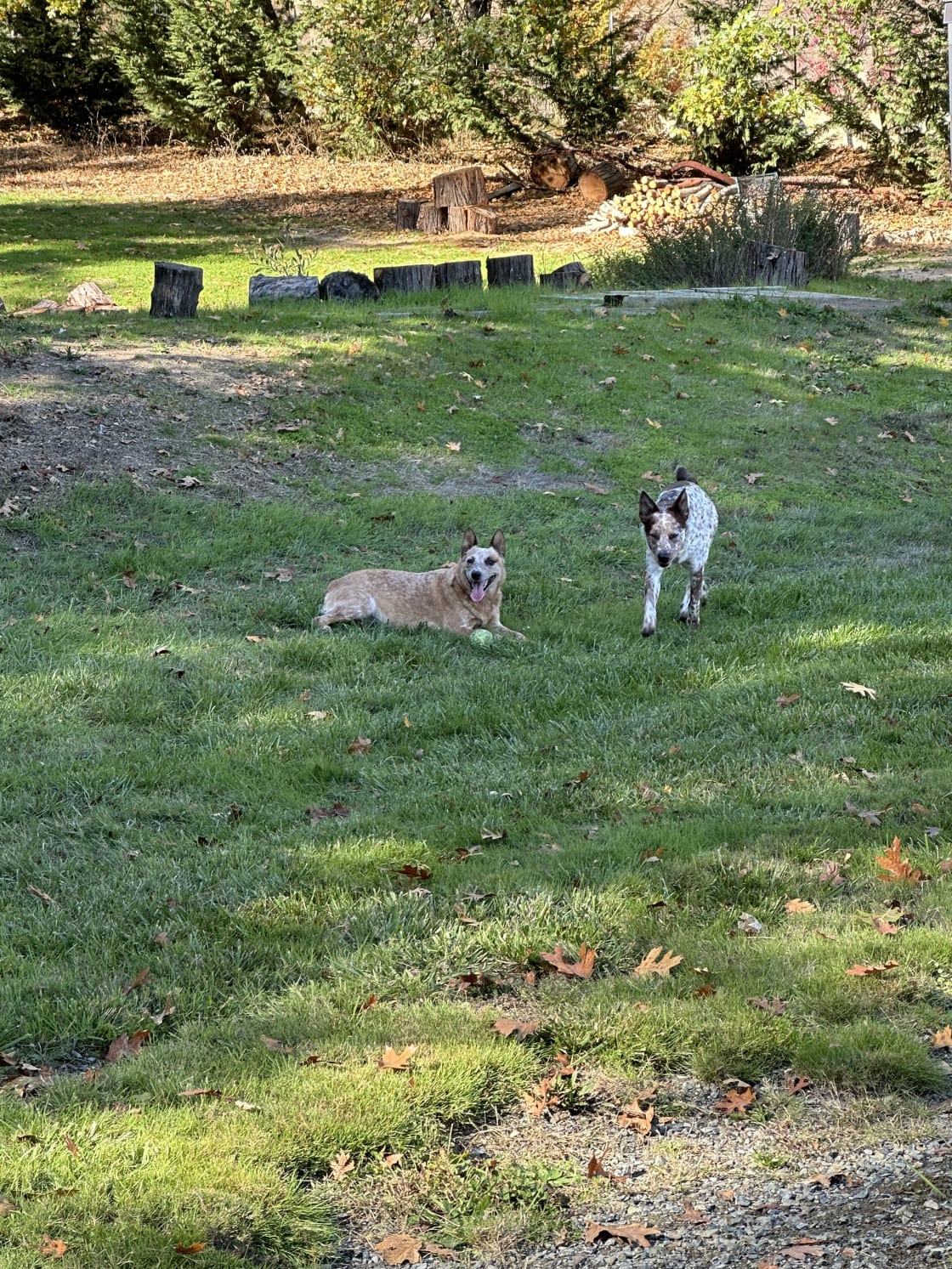Dogs playing on the property