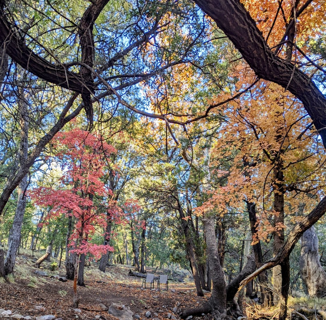 A beautiful fall photo of seating on the trails
